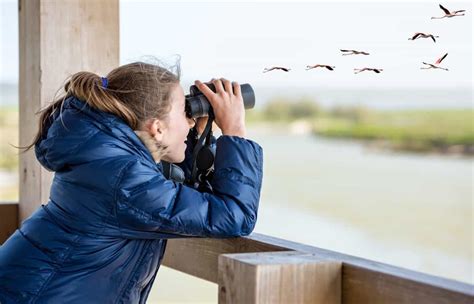 watching shop|bird watching shop.